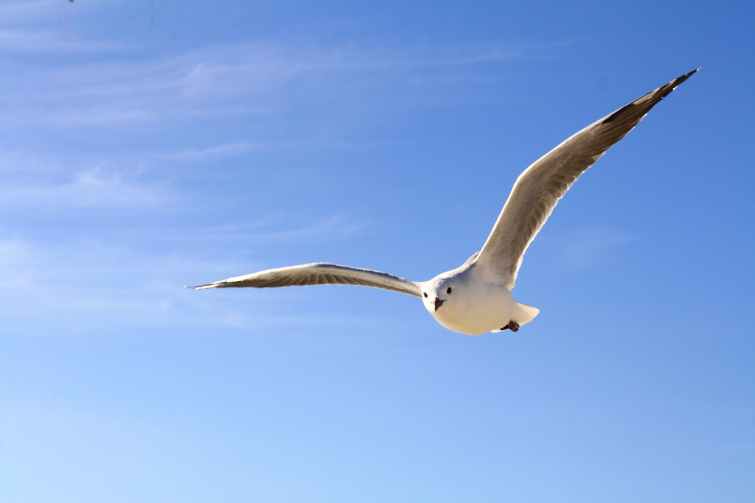 A Gull in the&nbsp;Wind